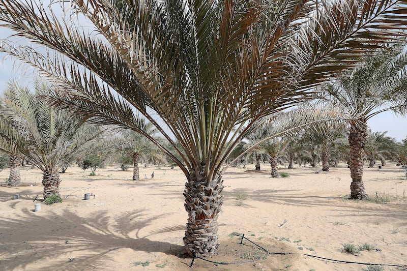 A date palm that was irrigated with water high in salinity. 