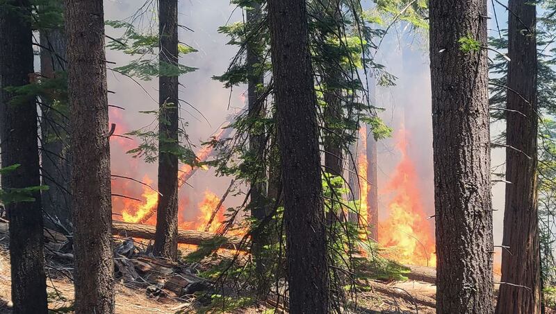 Flames from the Washburn fire near Mariposa Grove. AFP