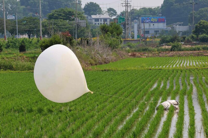 A balloon lands in a rice field in Seonwon-myeon, Ganghwa County after North Korea sent hundreds more balloons carrying rubbish over the border. AFP