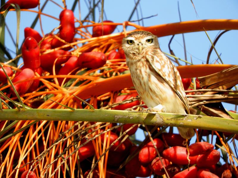 Little Owl.