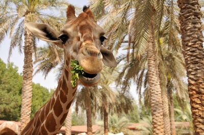 A giraffe at Emirates Park Zoo, shot with a Nikon DSLR camera. Photo by Kevin Hackett