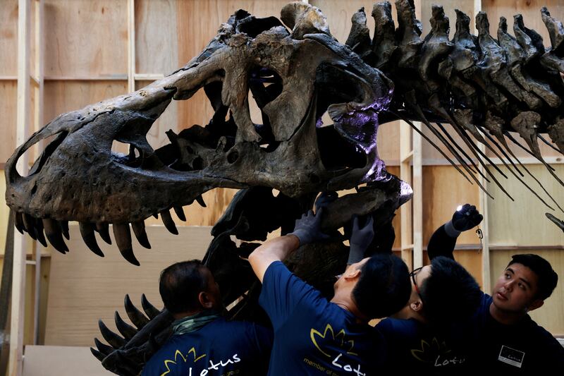 It is the first full T-rex fossil to be auctioned in Asia. Reuters