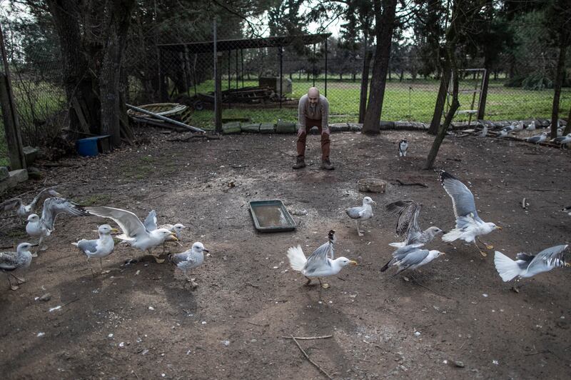 Mr Akkok checks on crippled seagulls at his farmhouse. EPA 