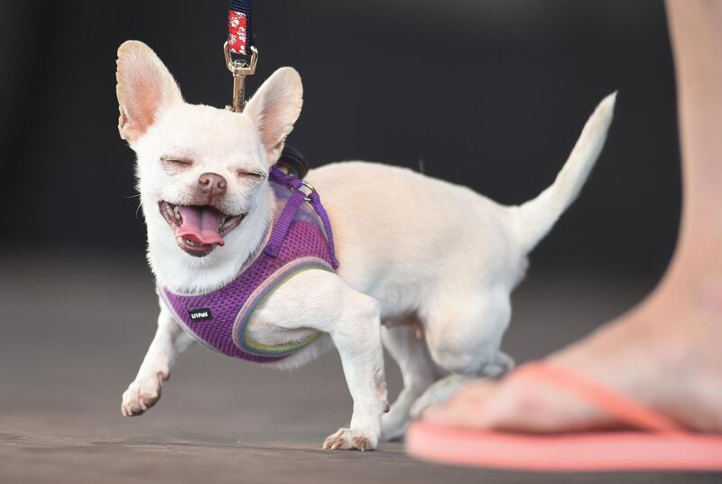 Mrs Kravitz, a Chihuahua, takes the stage during The World's Ugliest Dog Competition in Petaluma, California. Josh Edelson / AFP