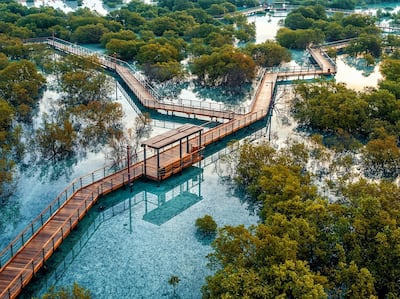 Travellers can adopt a mangrove and watch it grow in a virtual world over the next 10 years. Photo: Etihad Airways