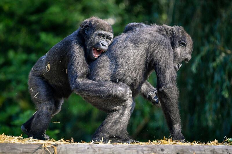 Western lowland gorillas interact in the warm sunshine at Bristol Zoo Gardens, in Bristol, England.  AP