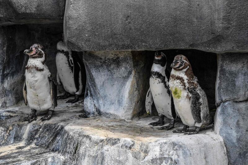 Humboldt penguis keep cool in the shade at the Paris Zoological Park.  AFP