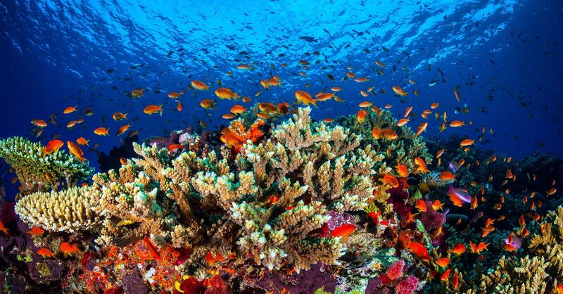 The UN wants the Great Barrier Reef listed on Unesco's 'in danger' list. All photos: AFP