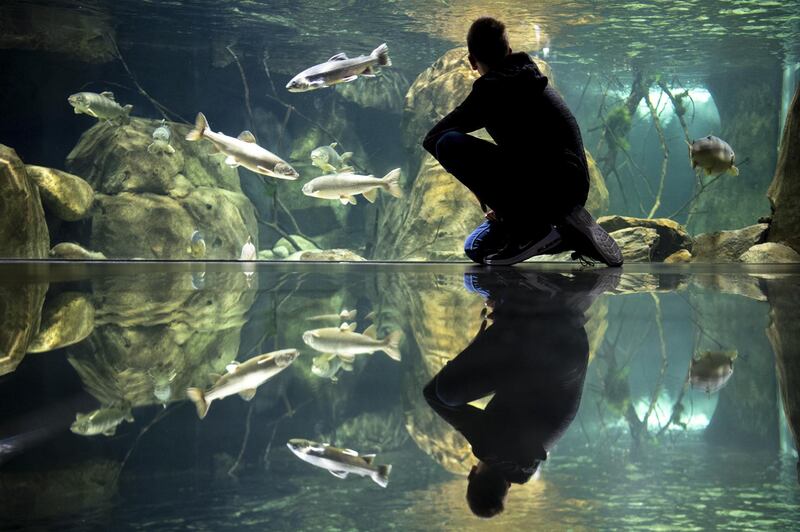 A visitor looking at an aquarium is reflected in the floor of Aquatis, the largest fresh water aquarium-vivarium in Europe, in Lausanne, Switzerland.  EPA