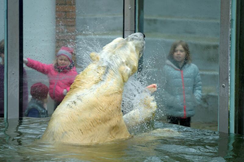 Polar bear Vitus is seen in his enclosure in a re-opened zoo, which was closed for several months during lockdown, in Neumuenster, Germany. Reuters