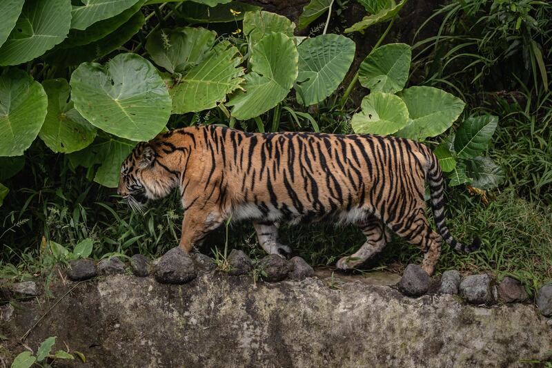 A Sumatran tiger is seen inside its enclosure at Gembira Loka zoo  in Yogyakarta, Indonesia. Getty