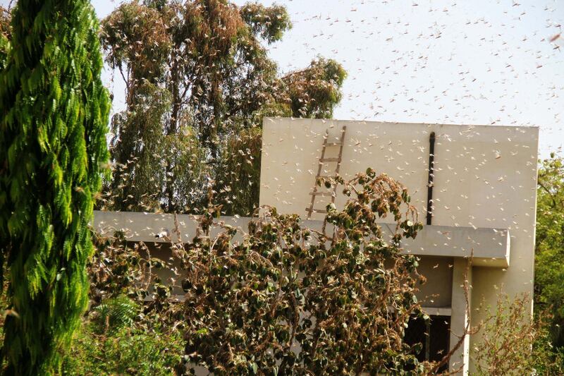 Locusts are seen flying over Hyderabad, Pakistan. EPA