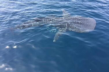 Whale shark spotted off the coast of RAK. Courtesy Humad Al Zaabi