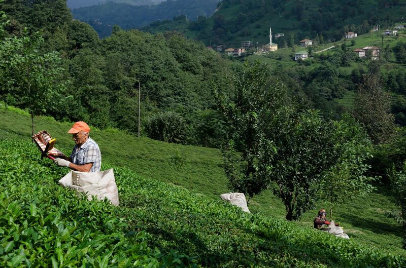 Ali picking tea in the fields of the Black Sea Mountains near Rize Turkey.

John Wreford for The National