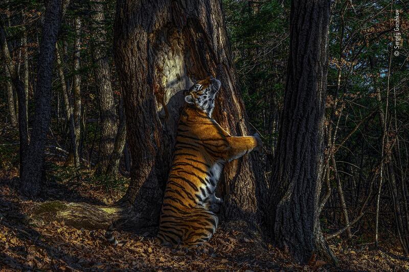 The Embrace, by Sergey Gorshkov, won 2020's Wildlife Photographer of the Year grand title at the Natural History Museum. Sergey Gorshkov/WPY