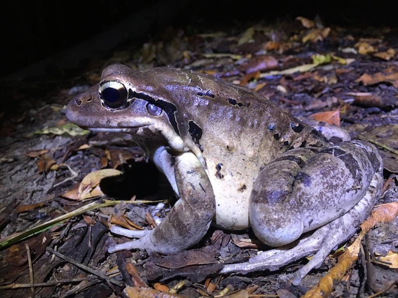 The endangered mountain chicken frog is native to the Caribbean islands of Dominica and Montserrat. Photo: Luke Brannon/ Mountain Chicken Recovery Programme