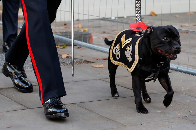 A dog wearing a military uniform walks past The Cenotaph in London. Reuters