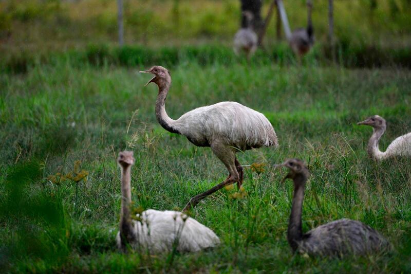 Rheas are seen at the safari park in Jantho, Aceh province, Indonesia. AFP