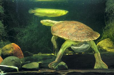 A Mary River turtle displays its extraordinary tail. Supplied by John Cann