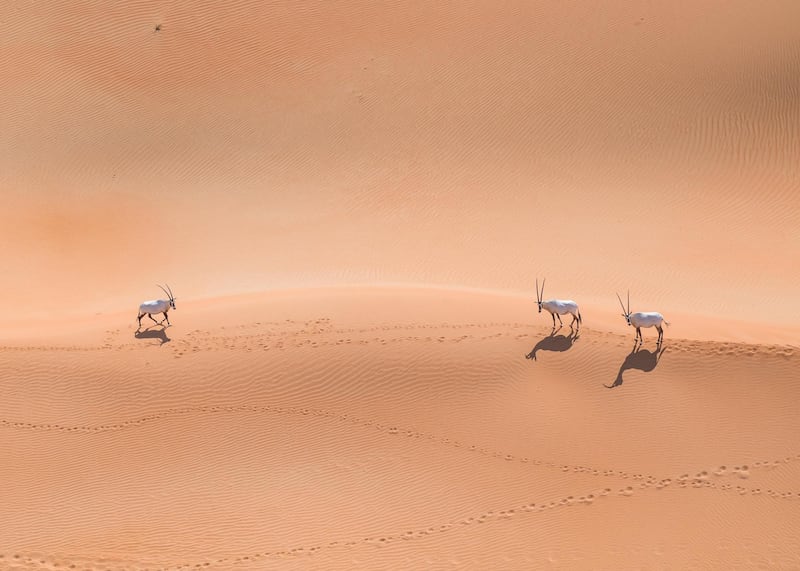 A total of 83 calves were recorded. Courtesy, Environment Agency - Abu Dhabi