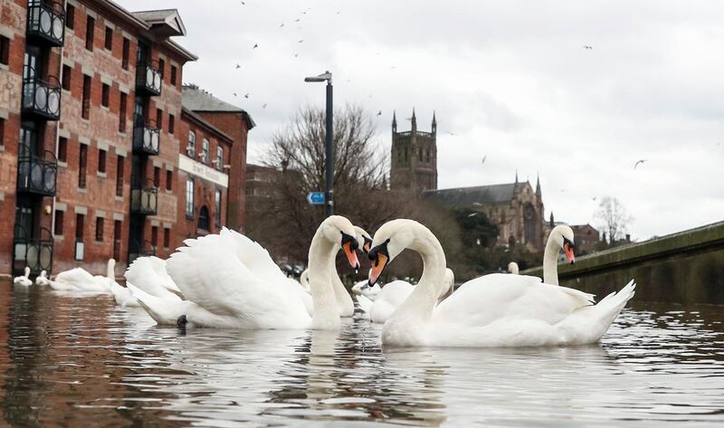 Swans swim in the flood water of the River Severn in Worcester, England.  AP