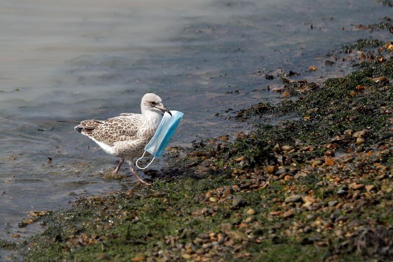 A seagull carries a protective face mask at the port of Dover, Britain, UK. Reuters