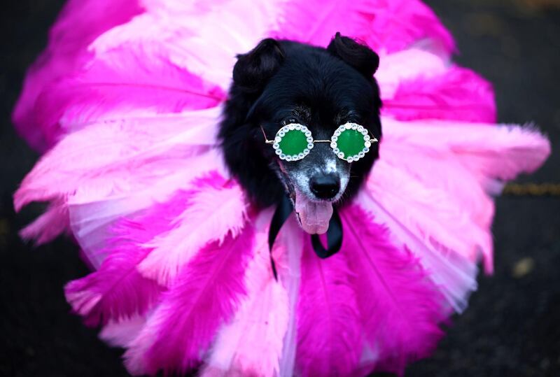 A dog dressed in a costume as Rihanna attends the Tompkins Square Halloween Dog Parade in Manhattan in New York City. AFP