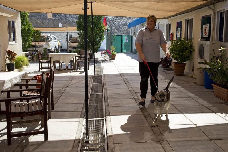 Beverley Guy, the education officer at the RAK Animal Welfare Center walks a dog. It is an unfortunate reality that some dogs in RAK are kept for the lucrative, but illegal, sport of dog fighting.