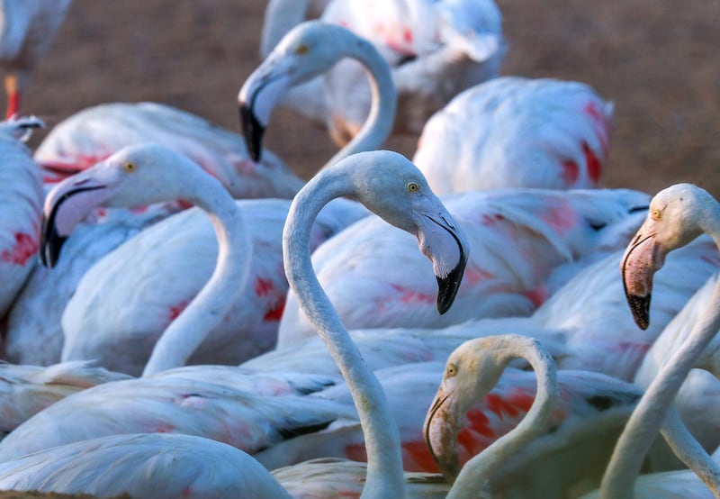 Abu Dhabi, United Arab Emirates, August 6, 2020. 
A record 876 flamingo chicks hatched at Abu Dhabi’s Al Wathba Wetland Reserve this season.
Victor Besa /The National
Section: NA
For:  Standalone/Big Picture