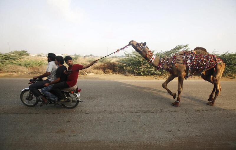 A camel is led through the the outskirts of Karachi, Pakistan, during Eid Al Adha.