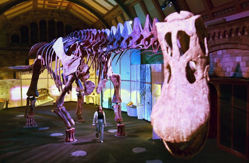 A Natural History Museum staff member walks beneath a cast of a Titanosaur at the 'Titanosaur: Life as the biggest dinosaur' exhibit at the Natural History Museum in London, Britain, 28 March 2023 (issued 29 March 2023).  The exhibit, which runs from 31 March 2023 to 07 January 2024, gives visitors the first look at the Patagotitan mayorum, the most complete giant dinosaur ever discovered.   EPA / ANDY RAIN