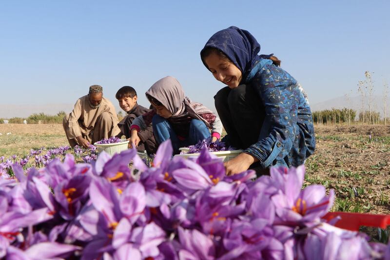 Children and an Afghan man harvest saffron flowers on the outskirts of Herat province. All photos: AFP