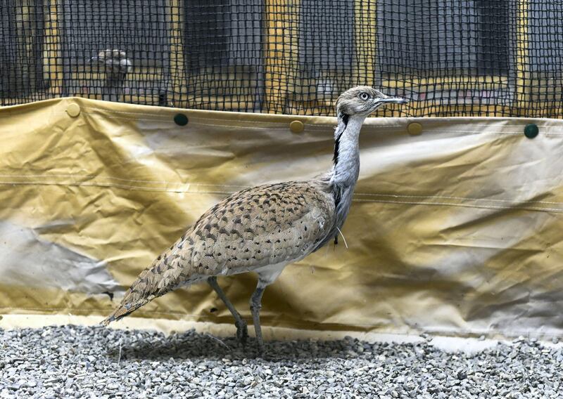 Abu Dhabi, United Arab Emirates - Houbara breeding and release program at National Avian Research Centre. Khushnum Bhandari for The National
