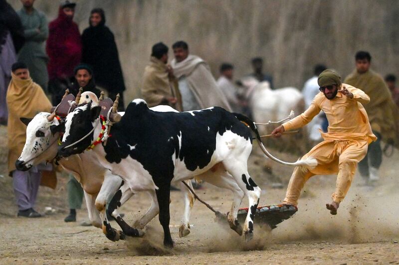 A farmer competes in a traditional bull race in Swabi, Pakistan. AFP