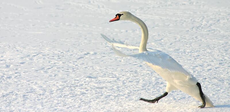 'Funny walk'. Taken in Zagreb, Croatia. Bojan Bencic / Comedy Wildlife 2022