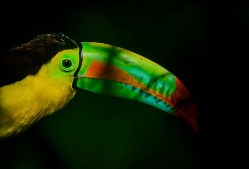A toucan  is pictured at the Corpouraba Wildlife Attention and Evaluation Centre (CAV) in Carepa, Antioquia Department, Colombia.  AFP