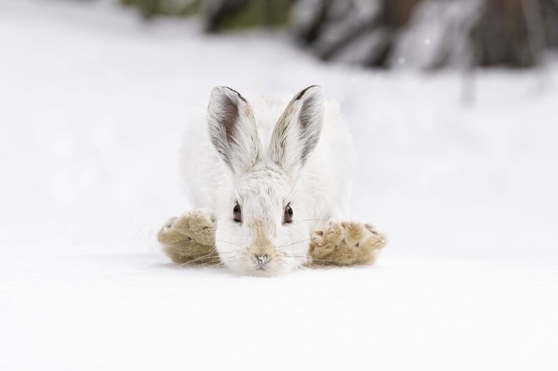 Snowshoes by Deena Sveinsson, of a snowshoe hare in the Rocky Mountain National Park, US