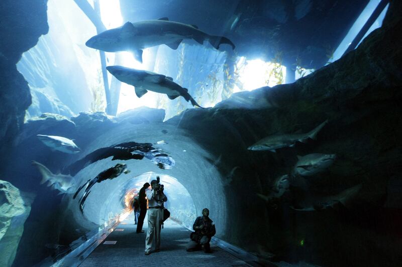 Sharks swim past divers and visitors in Dubai Aquarium and Underwater Zoo. AFP
