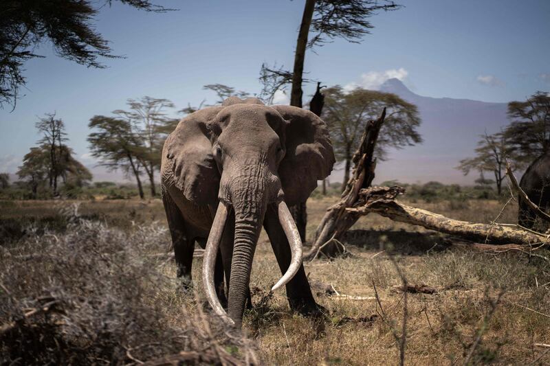 A bull elephant in the Kimana Sanctuary, Kajiado, Kenya. A severe drought has hit the area and many animals have already died of starvation. Many more are at risk. AFP