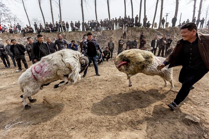 Rams fight at a traditional sheep fighting event during a Temple Festival in Huaxian, Henan Province, China. Reuters / Stringer