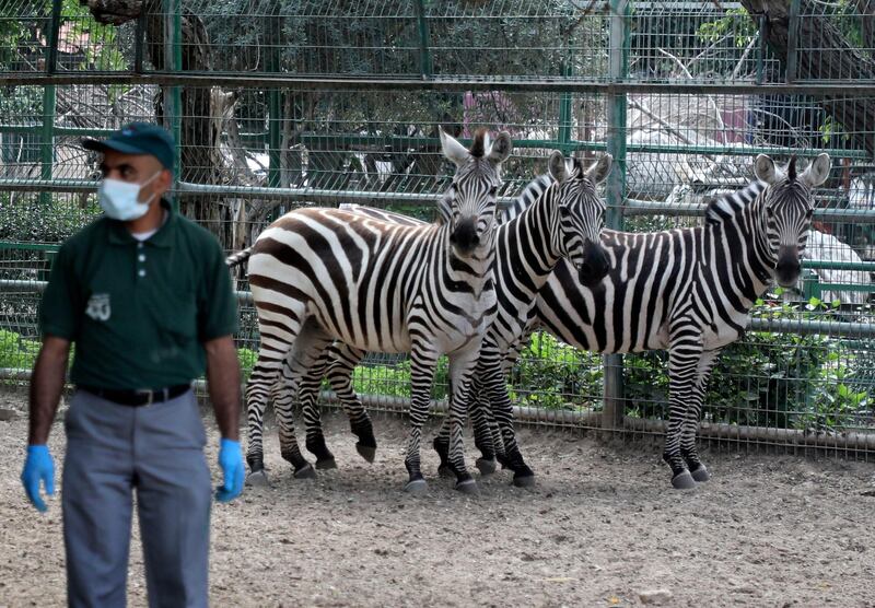 A Palestinian worker wearing protective gear cares for zebras at the Qalqilya Zoo in the occupied West Bank, after the animal park was completely closed to visitors due to the novel coronavirus pandemic.   AFP