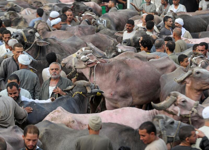 A view of a cattle market ahead of Eid Al Adha in Al Manashi village, Giza, Egypt .  Reuters