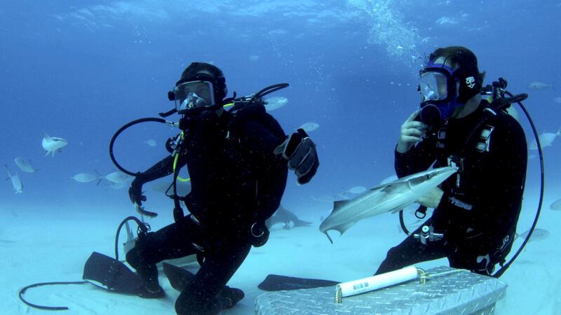 Bear Grylls and Tristan Guttridge on ocean floor with fish in Bear vs Shark (Shark Week). Courtesy Discovery