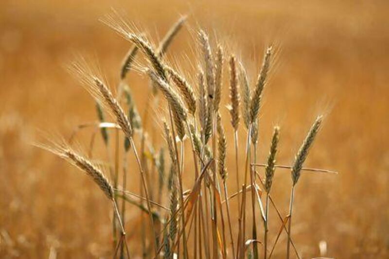 Australia accounted for 10 per cent of the UAE's grain imports in 2011. Tim Wimborne / Reuters