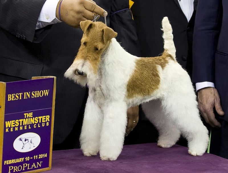 Best in Show winner Sky, a Wire Fox Terrier poses for photos at the 138th Westminster Kennel Club Dog Show in New York. Stephen Chernin/ EPA