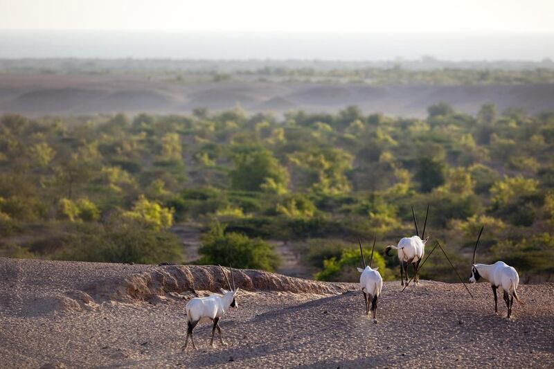 The endangered Arabian oryx roams freely on Sir Bani Yas Island. Silvia Razgova / The National