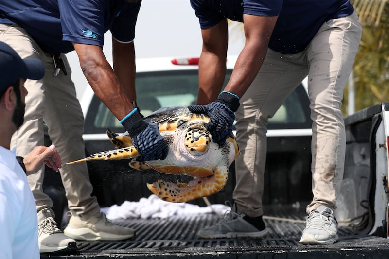 An endangered hawksbill turtle is returned to the sea. Chris Whiteoak / The National