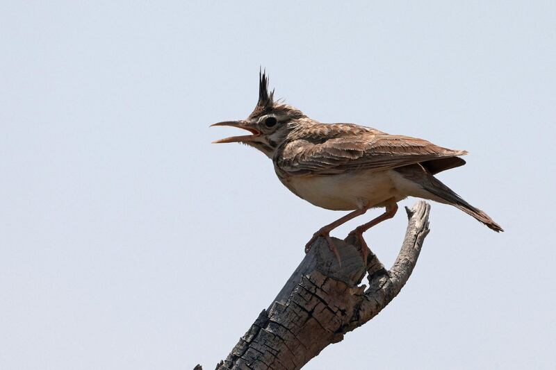 A bird perched on a branch in Al Qudra lake in Dubai. AFP