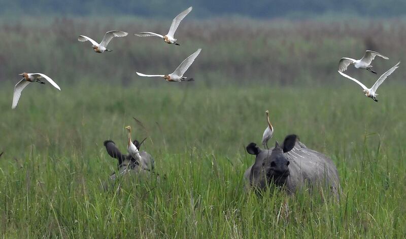 A one-horned rhinoceros grazes as egrets fly overhead in Kaziranga National Park,  220 km from Guwahati, the capital city of India’s northeastern state of Assam. AFP