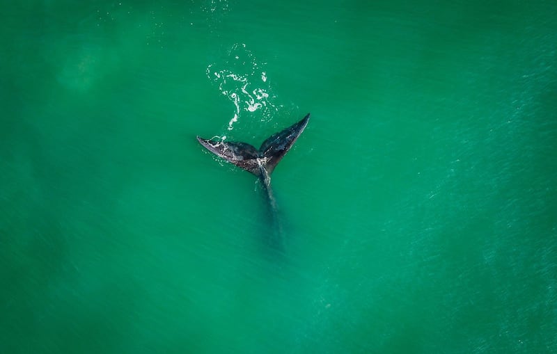 A Southern Right Whale is seen at Ribanceira Beach, Imbituba, Santa Catarina state, Brazil.  AFP